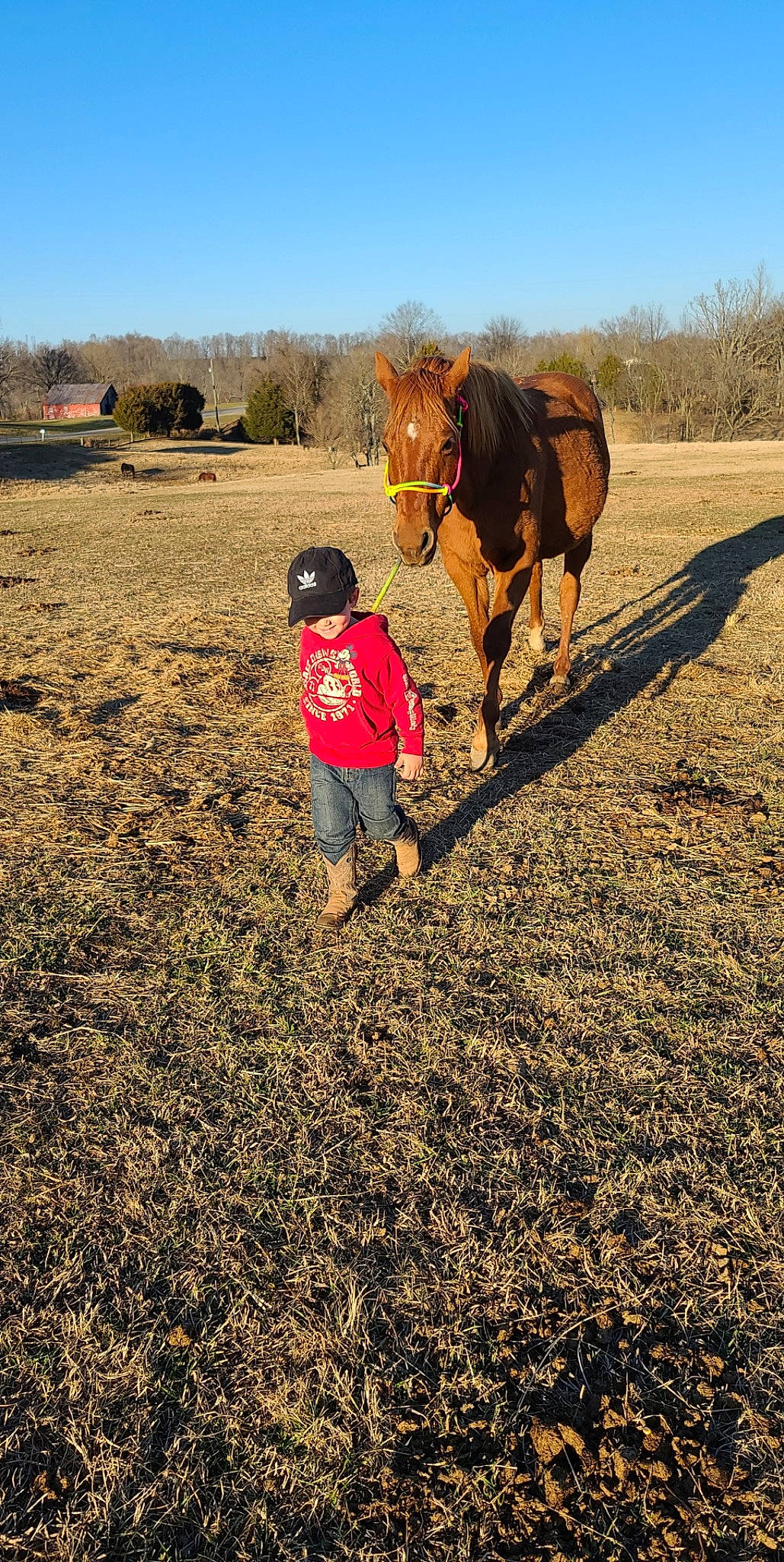 Jensen joined the competition — help win amazing prizes! bridle, field, grass, grassland, hill, horse, horse_supplies, horse_tack, landscape, mane, natural_landscape, pack_animal, people_in_nature, person, plain, plant, rein, sky, sorrel, tree