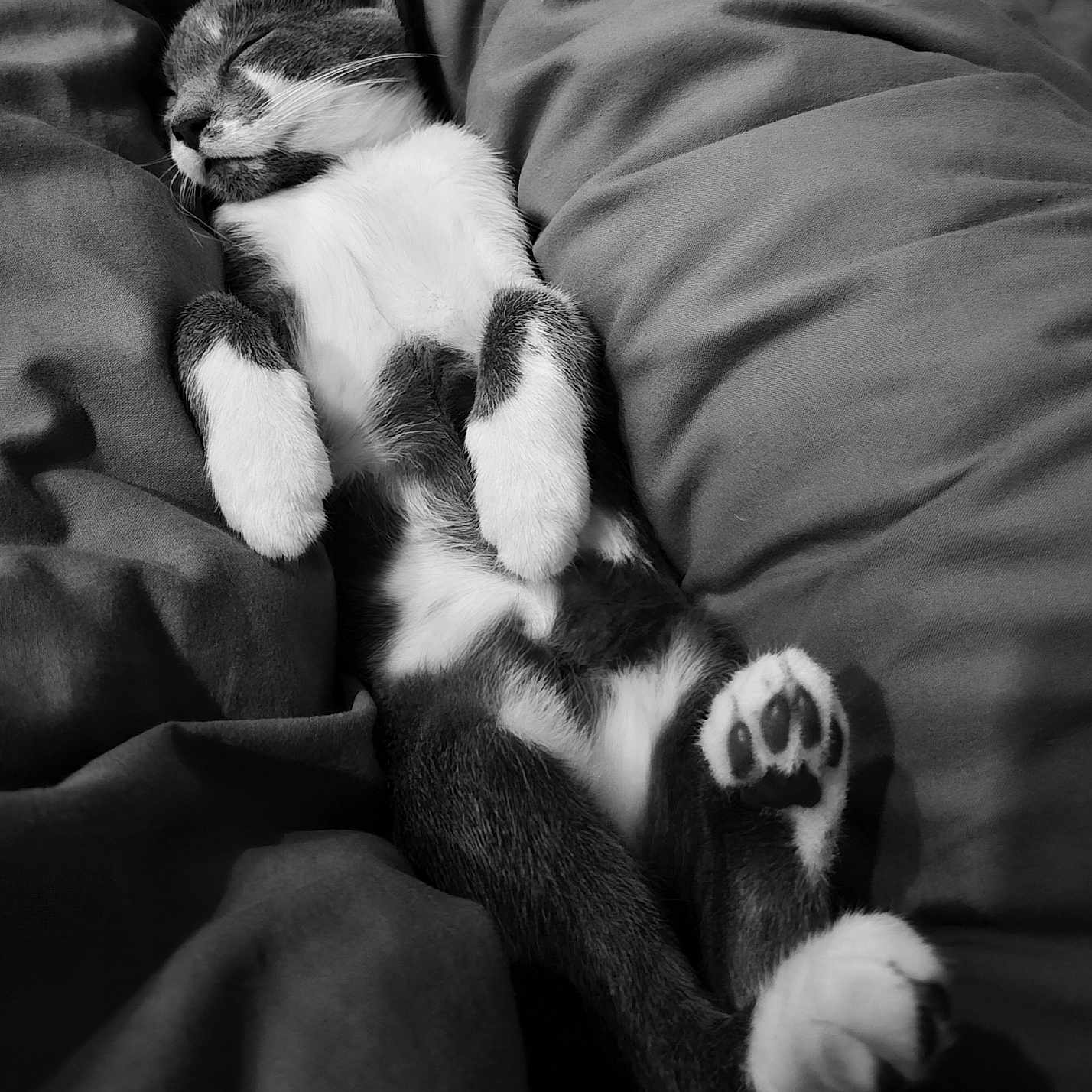 Léo participe au concours pour gagner de l'argent avec cette photo : animal, black_and_white, blanket, cat, closeup, comfort, cozy, cute, feline, fur, indoor, napping, paws, peaceful, pet, relaxing, resting, sleeping, soft, whiskers