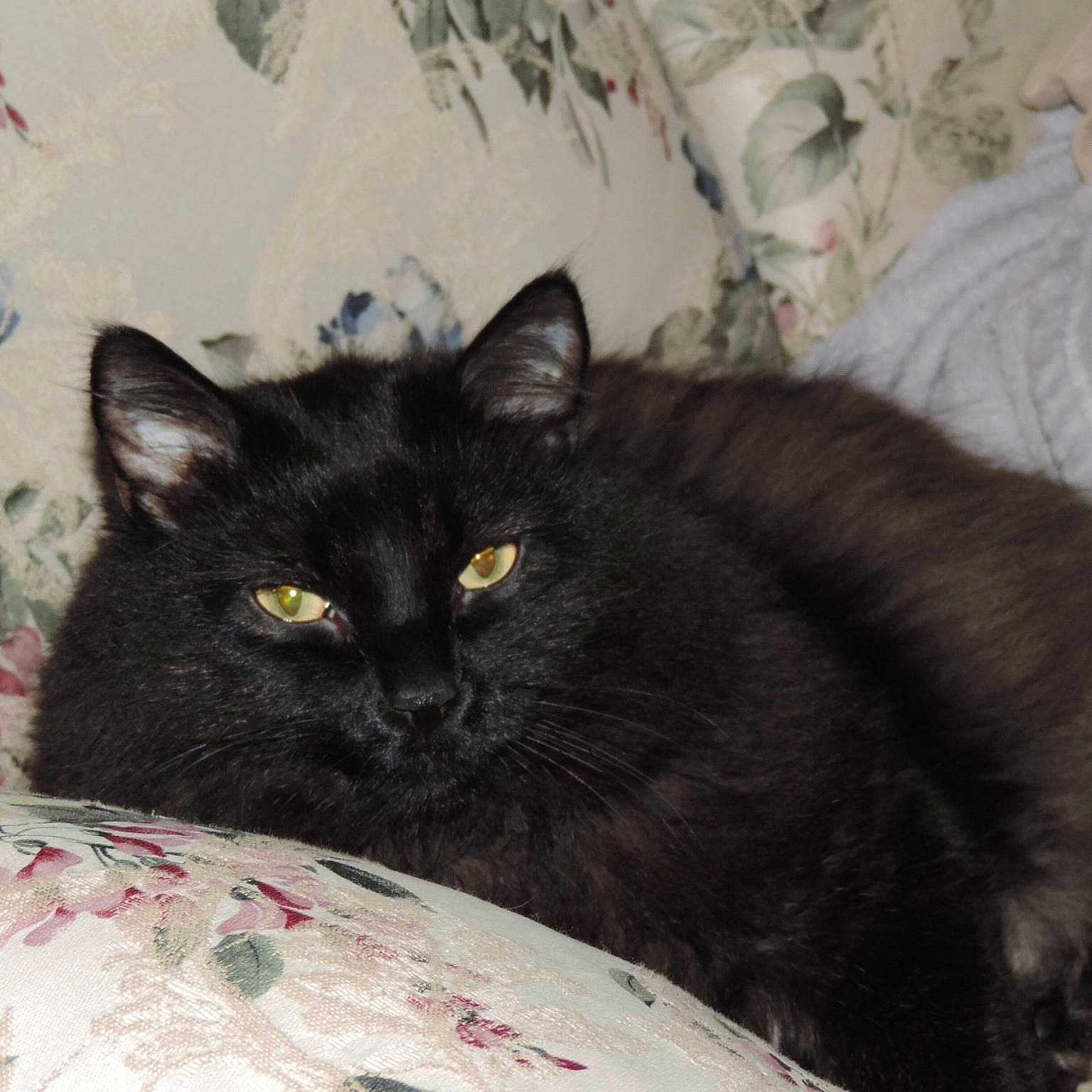 Devil