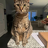 Kelce joined the competition — help win amazing prizes! box, cat, close_up, countertop, curious, feline, granite, home_interior, indoor, kitchen, lamp, living_room, paws, pet, plant, portrait, sitting, tabby, whiskers, yellow_eyes