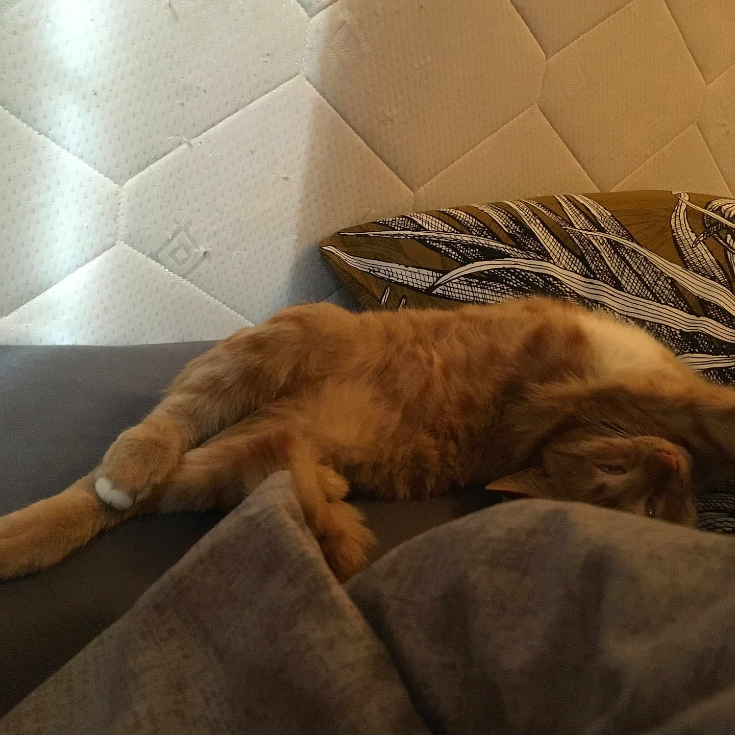 Croquettes a rejoint le concours — aidez-le/la à gagner de superbes lots ! animal, cat, comfort, couch, cozy, cushion, feline, fur, home, indoor, laying_down, mammal, orange_cat, paw, pet, relaxed, resting, sleeping, tabby, whiskers