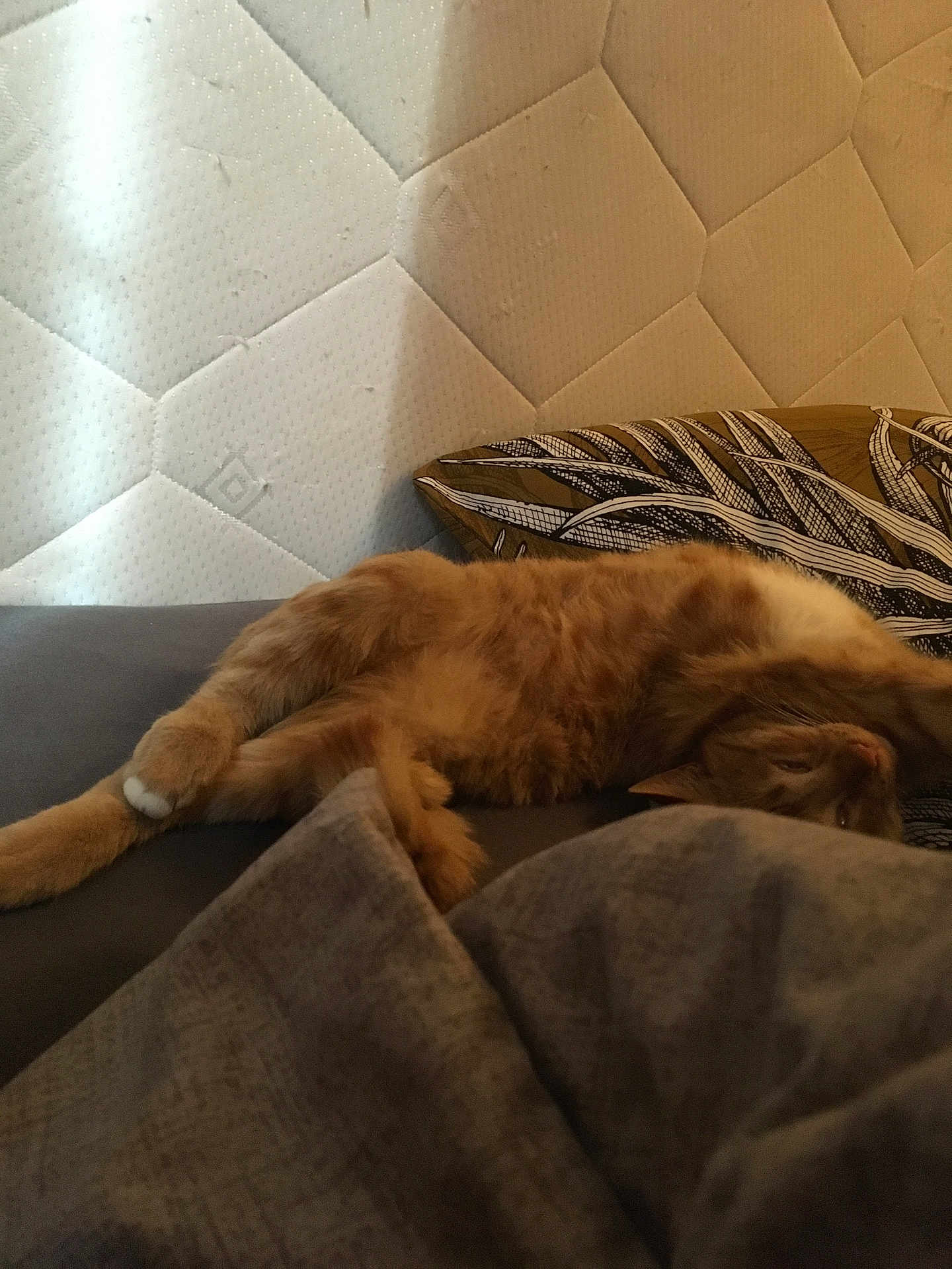 Croquettes a rejoint le concours — aidez-le/la à gagner de superbes lots ! cat, orange_cat, tabby, couch, cushion, indoor, relaxed, sleeping, pet, feline, resting, fur, whiskers, cozy, home, comfort, animal, mammal, paw, laying_down