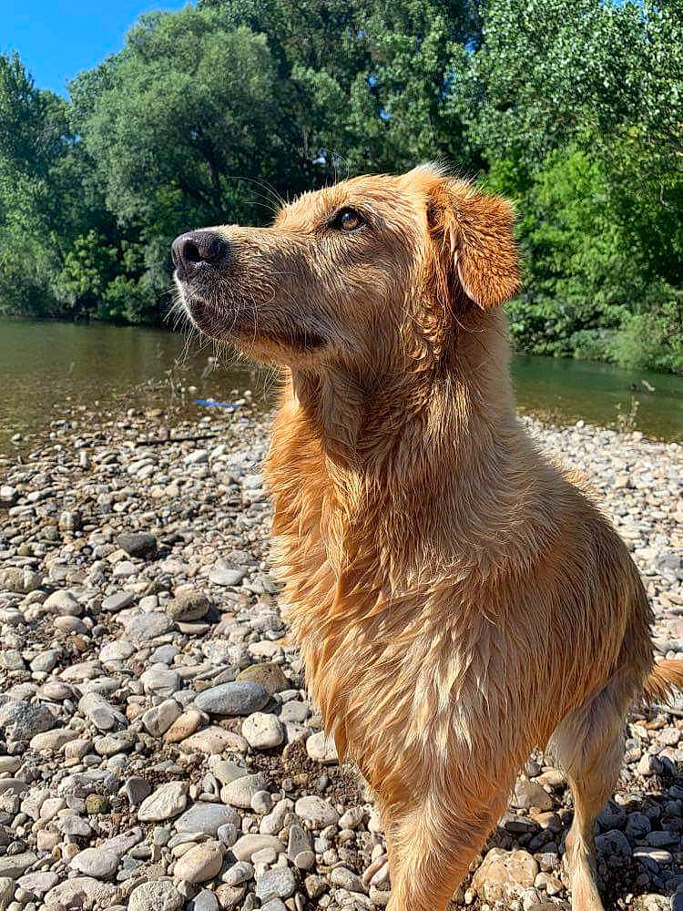 Holly a rejoint le concours — aidez-le/la à gagner de superbes lots ! basque_shepherd_dog, canidae, carnivore, companion_dog, dog, dog_breed, fawn, golden_retriever, mammal, nova_scotia_duck_tolling_retriever, retriever, sporting_group, styrian_coarse_haired_hound, vertebrate