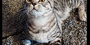 Olly is registered to the contest to win money with this photo: animal, carpet, cat, closeup, curious, cute, domestic_cat, ears, feline, fur, indoor, looking_up, lying_down, paws, pet, striped, tabby_cat, tail, whiskers, young_cat