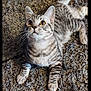 animal, carpet, cat, closeup, curious, cute, domestic_cat, ears, feline, fur, indoor, looking_up, lying_down, paws, pet, striped, tabby_cat, tail, whiskers, young_cat