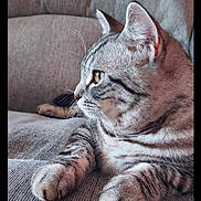 Olly joined the competition — help win amazing prizes! animal, cat, companion, couch, domestic, ears, feline, fur, furniture, gray_cat, indoor, paws, pet, relaxed, side_view, soft_light, striped, tabby, texture, whiskers