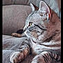 animal, cat, companion, couch, domestic, ears, feline, fur, furniture, gray_cat, indoor, paws, pet, relaxed, side_view, soft_light, striped, tabby, texture, whiskers
