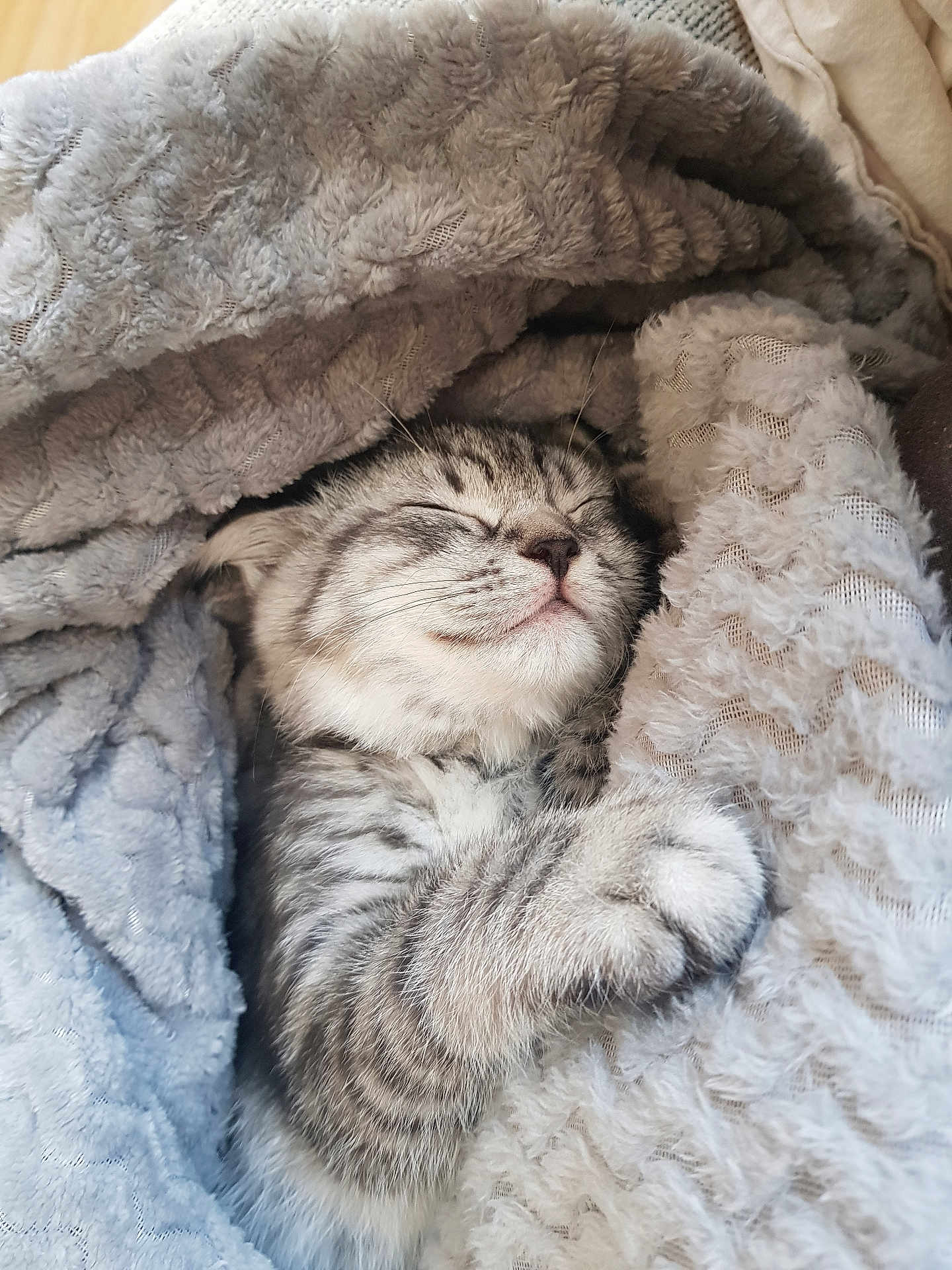Olly