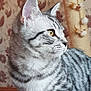 Olly is registered to the contest to win money with this photo: animal, cat, close_up, cozy, domestic_cat, feline, fur, home, indoor, pet, portrait, profile, scratching_post, side_view, soft_light, striped_fur, tabby_cat, wallpaper, whiskers, yellow_eye
