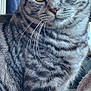 Olly is registered to the contest to win money with this photo: alert, animal, cat, close_up, cozy, cute, domestic_cat, feline, fur, household, indoor, mammal, pet, portrait, sitting, striped_fur, tabby, whiskers, yellow_eyes