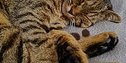 Luna joined the competition — help win amazing prizes! abyssinian, animal, cat, claw, couch, electronics, furniture, hardware, hook, kitten, manx, person, pet, sleeping