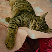 Luna joined the competition — help win amazing prizes! cat, tabby, sleeping, resting, paw_prints, blanket, pink_blanket, cozy, indoor, feline, fur, whiskers, relaxed, stretching, bed, pet, animal, cute, domestic_cat, peaceful