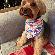 Leo is registered to the contest to win money with this photo: dog, bandana, elephants, couch, indoor, pet, fur, groomed, animal, cute, sitting, cozy, blanket, red, pattern, furniture, cute_pet, domestic_animal, portrait, friendly