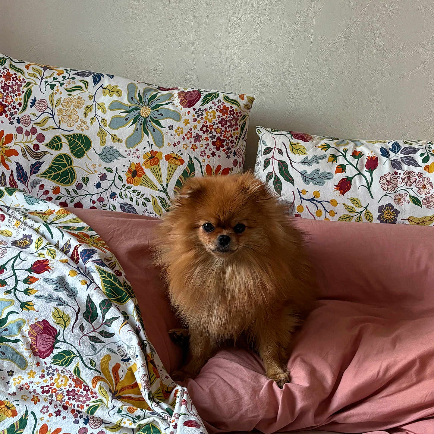 Agapé a rejoint le concours — aidez-le/la à gagner de superbes lots ! dog, pomeranian, pet, bed, pillow, floral_pattern, pink_bedding, indoor, cute, fur, animal, small_dog, resting, cozy, home, portrait, looking_at_camera, decor, comfort, furniture