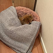 Agapé participe au concours pour gagner de l'argent avec cette photo : dog, small_dog, pomeranian, pet_bed, blanket, wood_floor, corner, cozy, indoor, resting, sleepy, fur, animal, cute, domestic_animal, relaxing, pink_bed, grey_blanket, quiet, home