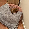 dog, small_dog, pomeranian, pet_bed, blanket, wood_floor, corner, cozy, indoor, resting, sleepy, fur, animal, cute, domestic_animal, relaxing, pink_bed, grey_blanket, quiet, home