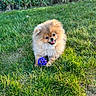 Agapé participe au concours pour gagner de l'argent avec cette photo : dog, puppy, pomeranian, grass, outdoor, pet, animal, playful, ball, sunlight, greenery, cute, fur, small_dog, nature, happy, tongue_out, leafy_bush, summer, garden