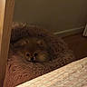 dog, small_dog, fluffy, bed, fuzzy_bed, cozy, indoor, pet, animal, brown, soft_texture, curious, resting, home, floor, blanket, wood, quiet, cute, sleepy