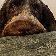 Freddie is registered to the contest to win money with this photo: dog, brown, fluffy, close_up, resting, blanket, texture, face, eyes, pet, indoor, cute, animal, fur, snout, cozy, relaxed, portrait, looking_up, mammal