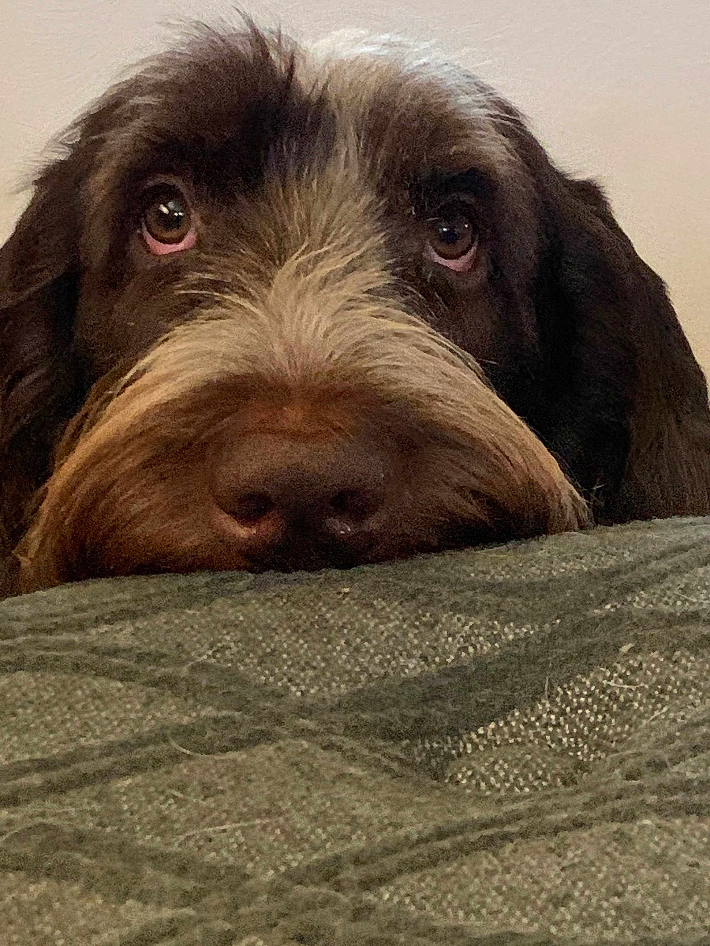 Freddie is registered to the contest to win money with this photo: dog, brown, fluffy, close_up, resting, blanket, texture, face, eyes, pet, indoor, cute, animal, fur, snout, cozy, relaxed, portrait, looking_up, mammal