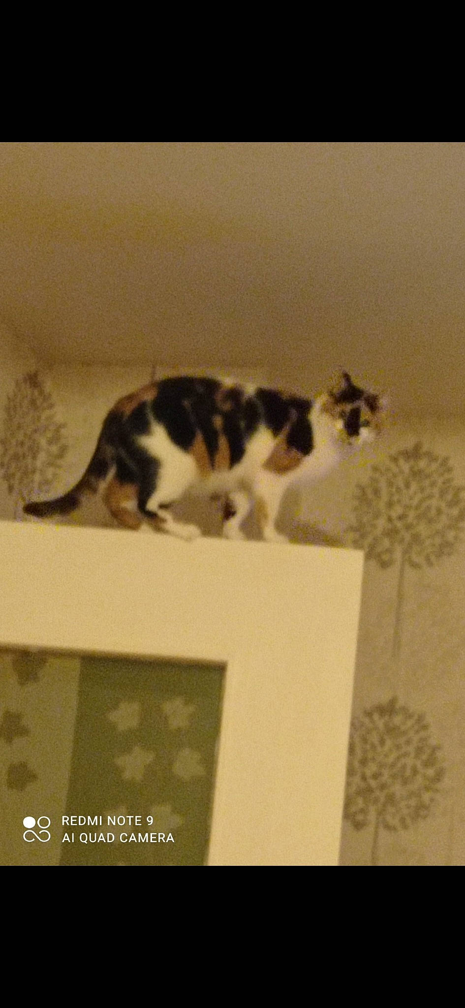 Fleur participe au concours pour gagner de l'argent avec cette photo : carnivore, cat, domestic_short_haired_cat, felidae, flooring, fur, hardwood, paper, paper_product, paw, rectangle, room, small_to_medium_sized_cats, tail, terrestrial_animal, visual_arts, whiskers, wood