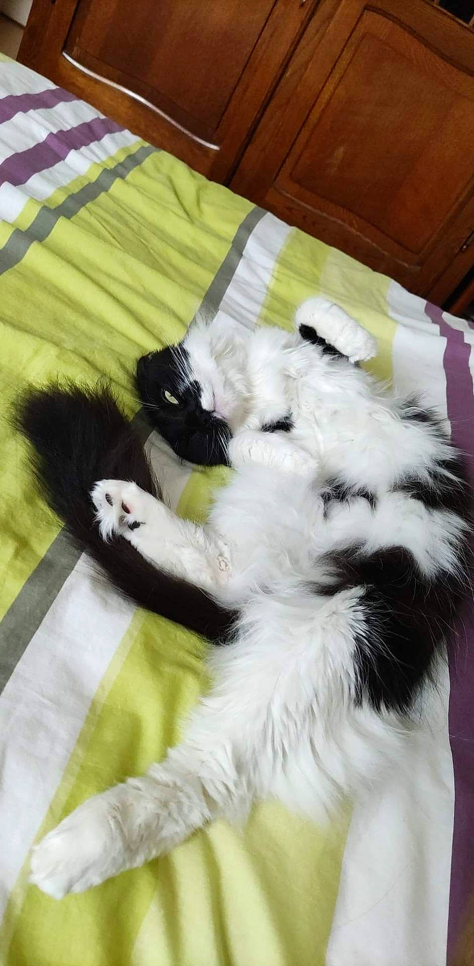 Cerise participe au concours pour gagner de l'argent avec cette photo : canidae, carnivore, cat, claw, comfort, companion_dog, dog_breed, felidae, fur, linens, natural_material, paw, room, small_to_medium_sized_cats, tail, whiskers