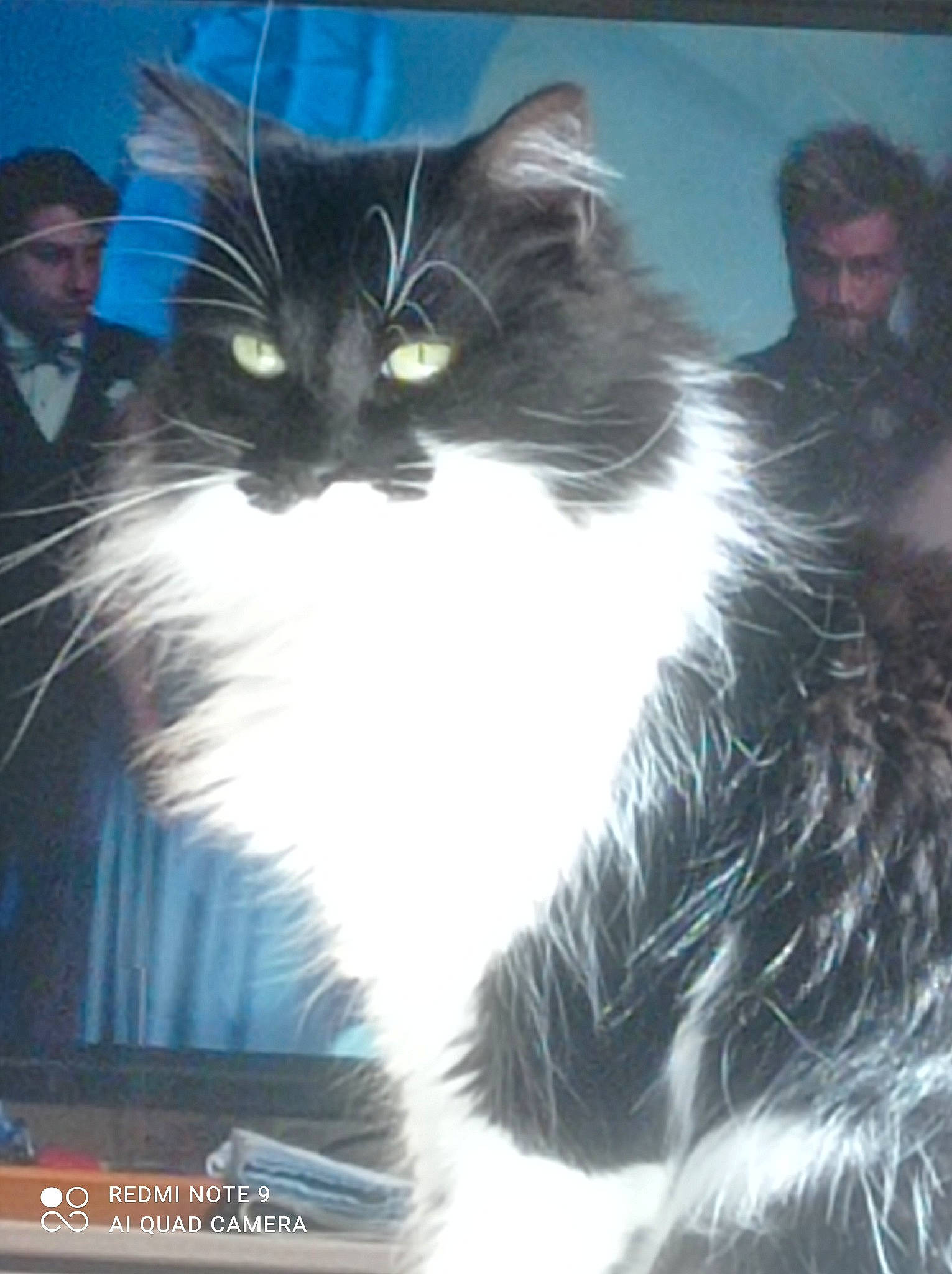 Cerise a rejoint le concours — aidez-le/la à gagner de superbes lots ! carnivore, cat, electric_blue, felidae, formal_wear, fur, iris, small_to_medium_sized_cats, snout, tail, whiskers