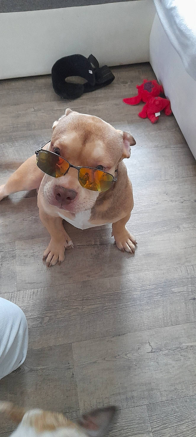 Rocky participe au concours pour gagner de l'argent avec cette photo : carnivore, companion_dog, dog_breed, dog_clothes, eyewear, fawn, floor, flooring, foot, hardwood, human_leg, paw, sidewalk, sitting, snout, sporting_group, sunglasses, t_shirt, wood, working_animal