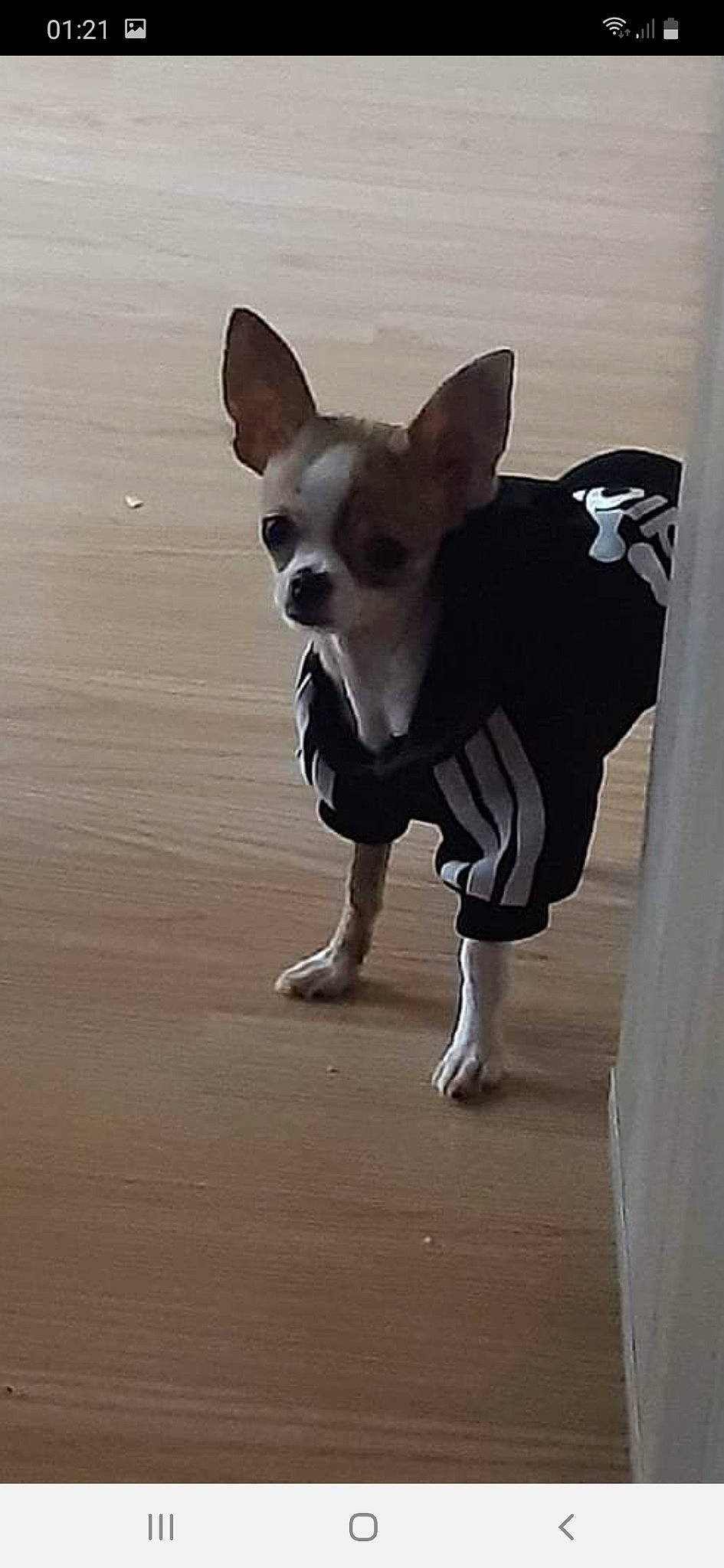 Snoopy participe au concours pour gagner de l'argent avec cette photo : boston_terrier, canidae, carnivore, chihuahua, companion_dog, dog, dog_breed, dog_clothes, english_toy_terrier, fawn, mammal, non_sporting_group, puppy, snout, tail, toy_dog, toy_fox_terrier, vertebrate, whiskers