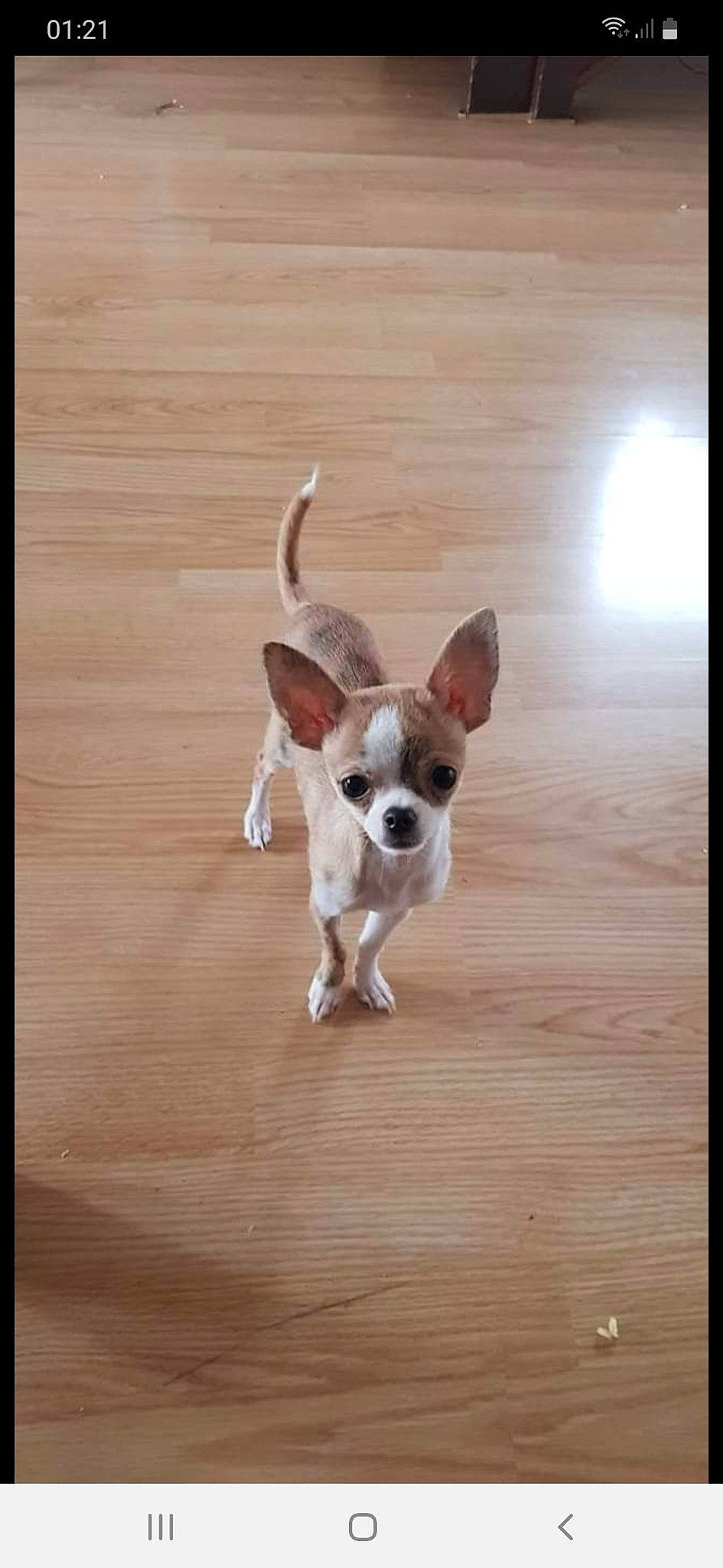 Snoopy participe au concours pour gagner de l'argent avec cette photo : canidae, carnivore, chihuahua, companion_dog, dog, dog_breed, ear, fawn, mammal, puppy, snout, sporting_group, toy_dog, vertebrate