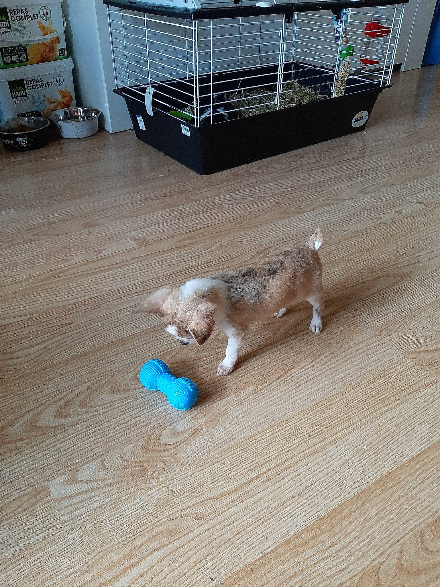 Snoopy participe au concours pour gagner de l'argent avec cette photo : canidae, carnivore, cat, companion_dog, dog, dog_supply, fawn, felidae, floor, flooring, hardwood, kitten, laminate_flooring, play, puppy, small_to_medium_sized_cats, sporting_group, tail, wood, wood_flooring