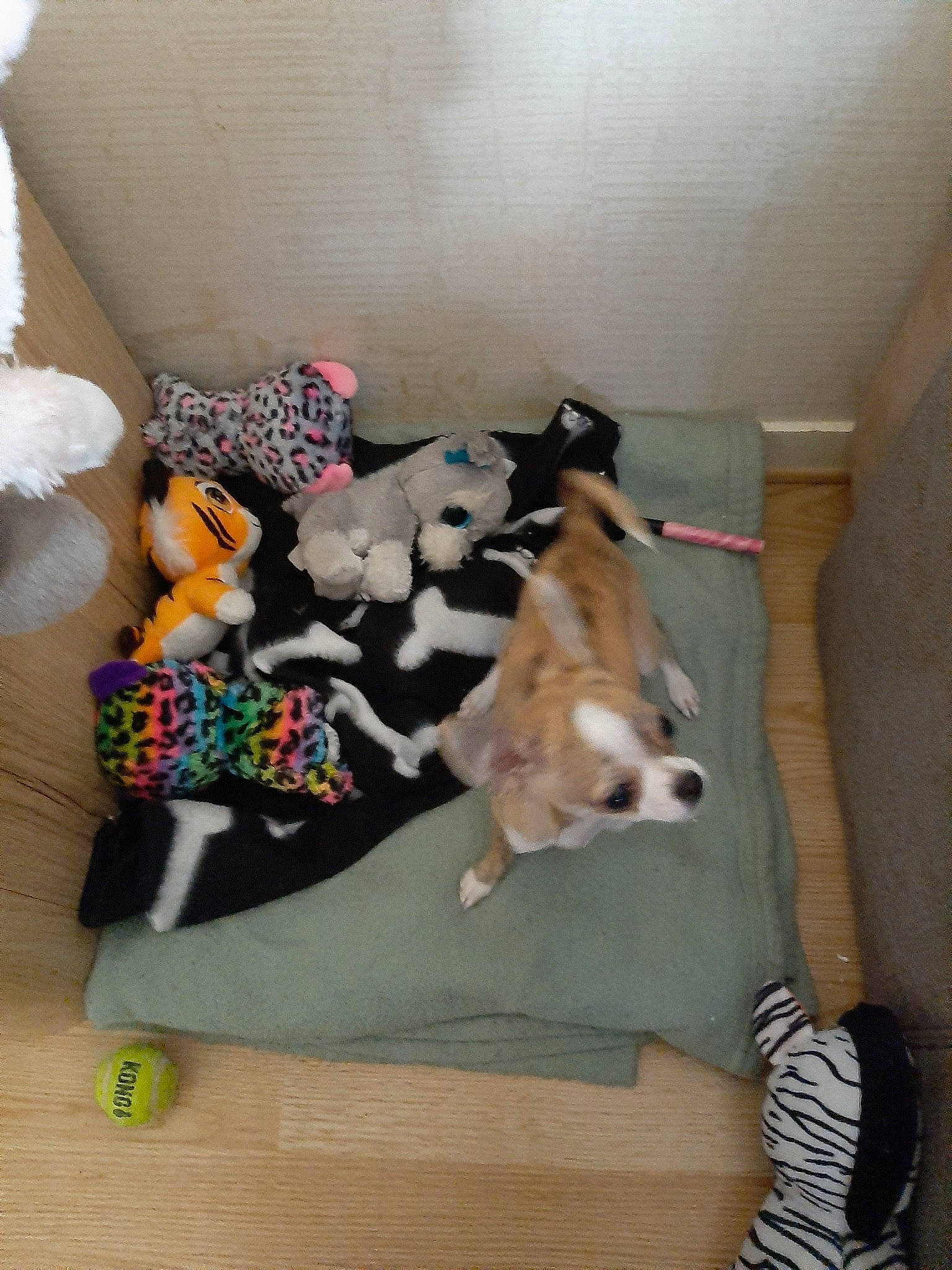 Snoopy a rejoint le concours — aidez-le/la à gagner de superbes lots ! canidae, carnivore, companion_dog, dog, dog_breed, fawn, non_sporting_group, pembroke_welsh_corgi