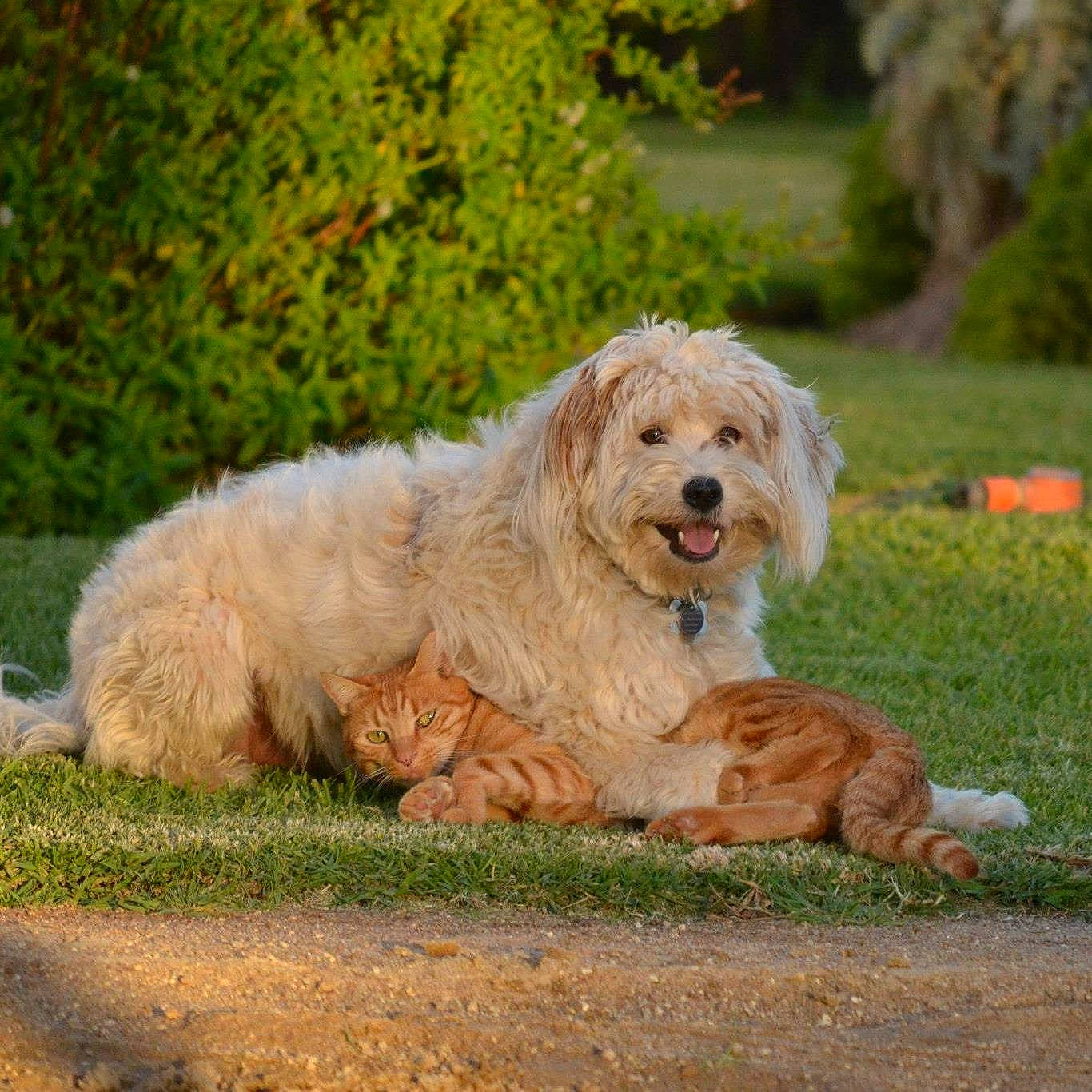 Sprout is registered to the contest to win money with this photo: briquet_griffon_vendeen, canidae, carnivore, catalan_sheepdog, companion_dog, dog, dog_breed, dutch_smoushond, glen_of_imaal_terrier, havanese, mammal, polish_lowland_sheepdog, pyrenean_shepherd, rare_breed_dog, sapsali, sporting_group, sporting_lucas_terrier, terrier, tibetan_terrier, vertebrate