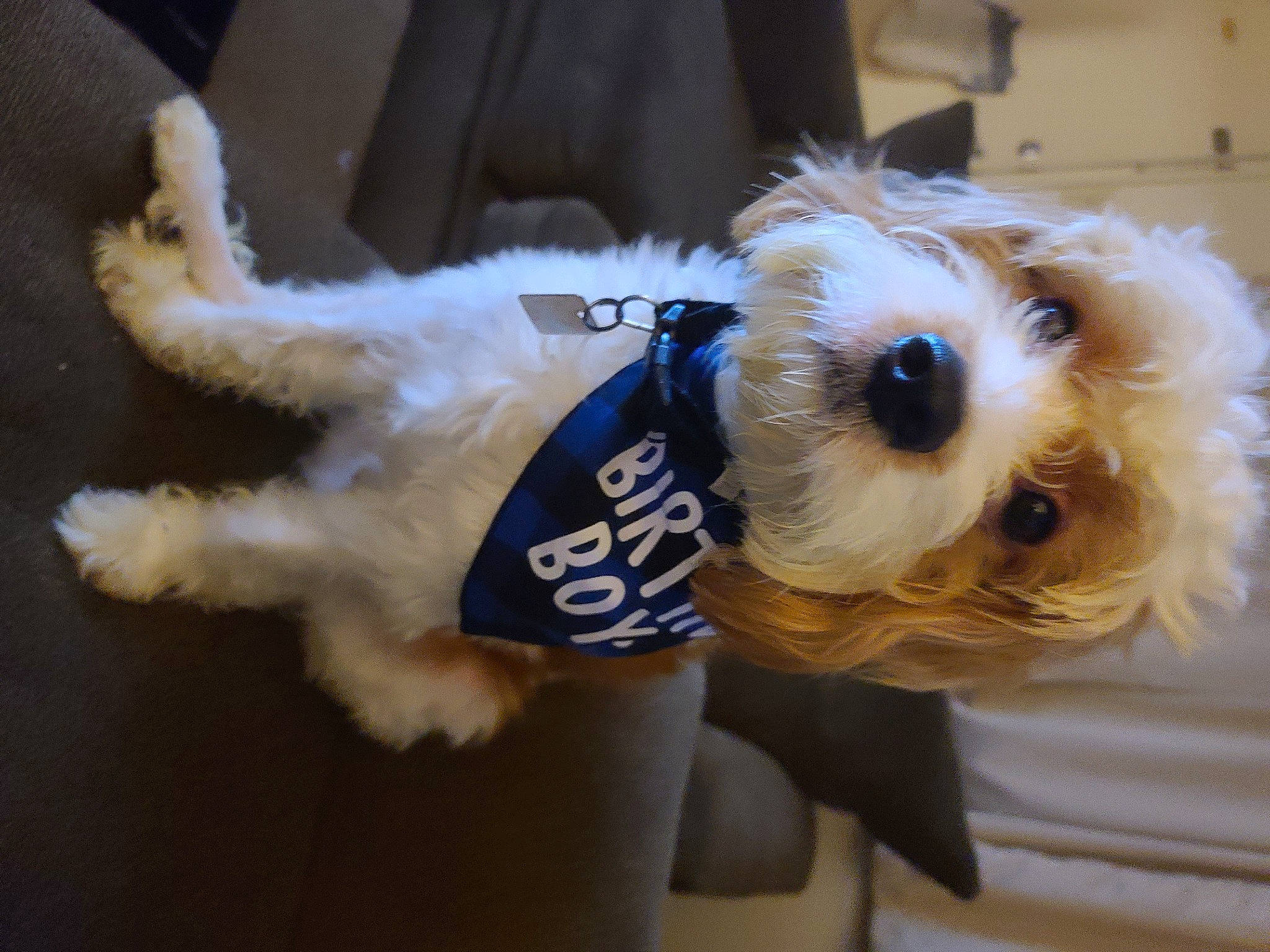 Henry is registered to the contest to win money with this photo: canidae, carnivore, companion_dog, dog, dog_breed, dog_clothes, dog_supply, fawn, fur, maltepoo, mammal, pet_supply, small_terrier, snout, sporting_group, sunglasses, terrier, toy, toy_dog, working_animal