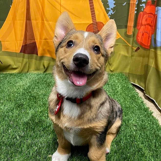 Blu joined the competition — help win amazing prizes! animal, architecture, ball, building, camping, canine, dog, football, grass, husky, nature, outdoors, pet, plant, puppy, shelter, soccer, soccerball, sport, tent