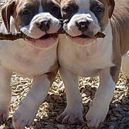 Ouper a rejoint le concours — aidez-le/la à gagner de superbes lots ! puppy, dog, stick, rocky_ground, outdoor, playing, animal, cute, pet, brown_and_white, two_puppies, together, fun, nature, young_dog, companions, walking, daylight, adorable, friendly