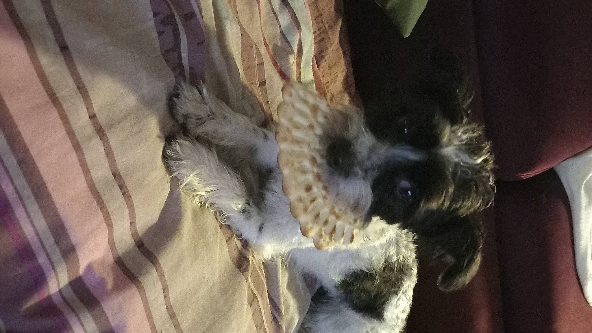 Amy a rejoint le concours — aidez-le/la à gagner de superbes lots ! beak, bird, bird_of_prey, claw, companion_dog, dog_breed, fawn, feather, felidae, fur, pattern, paw, poultry, small_to_medium_sized_cats, tail, terrestrial_animal, whiskers, wing, wool