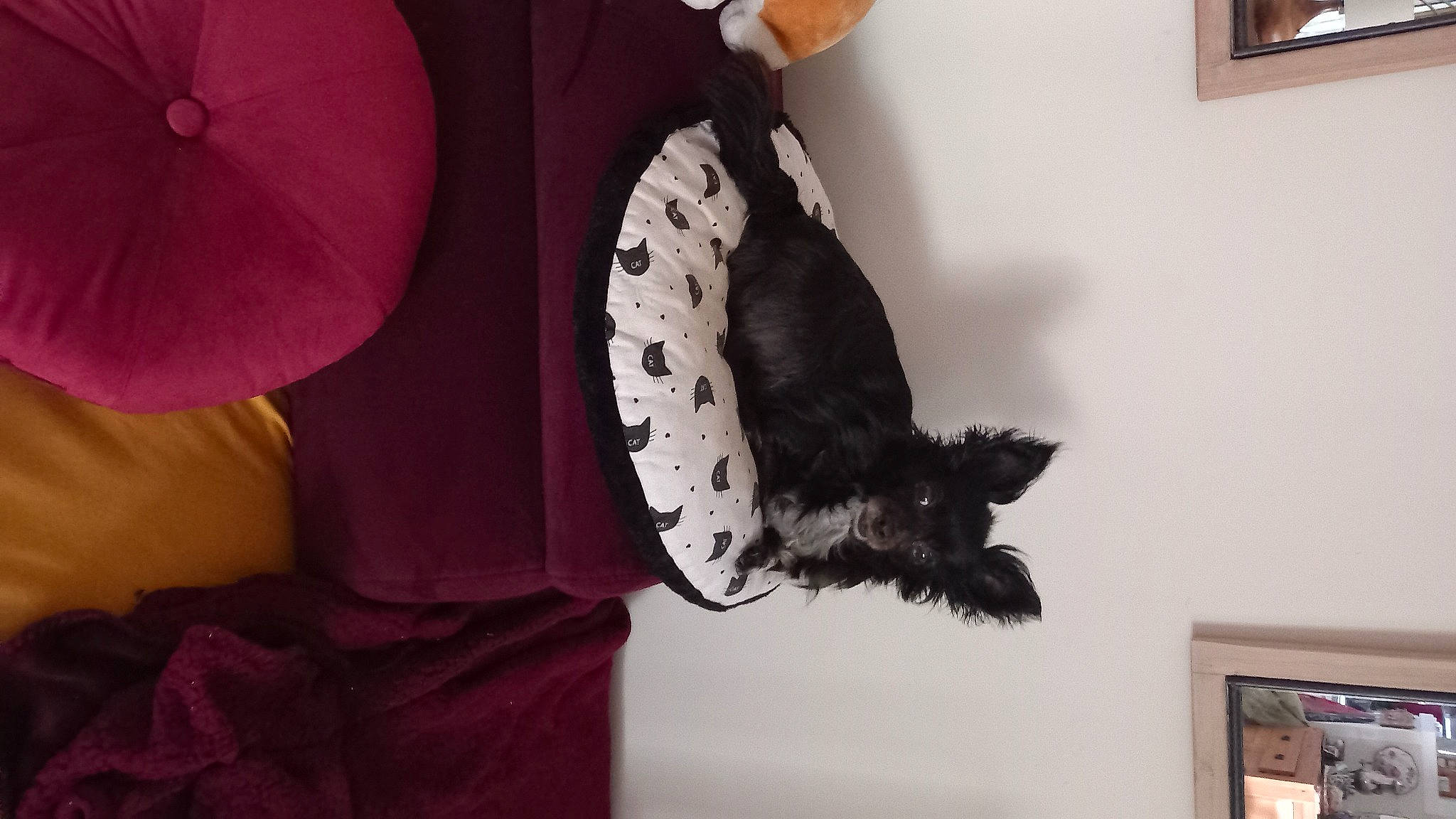 Lola a rejoint le concours — aidez-le/la à gagner de superbes lots ! art, carmine, costume_hat, fashion_accessory, fashion_design, feather, felidae, fur, hat, magenta, natural_material, pattern, peach, petal, picture_frame, room, sleeve, textile, tints_and_shades, visual_arts