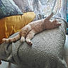 Pacha a rejoint le concours — aidez-le/la à gagner de superbes lots ! cat, orange_cat, feline, pet, sleeping, relaxing, cozy, blanket, couch, pillow, home_interior, curtains, natural_light, soft_texture, indoor, tile_floor, resting, stretched_out, comfortable, domestic