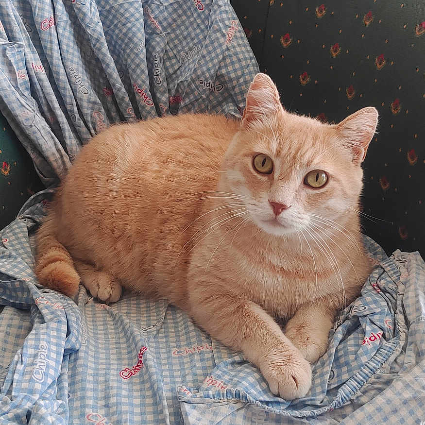 Pacha participe au concours pour gagner de l'argent avec cette photo : cat, orange_tabby, armchair, blue_cloth, indoor, furniture, curious, pet, cozy, relaxed, looking_at_camera, green_upholstery, patterned_fabric, domestic_animal, home_decor, light, photo_frame, lamp, wooden_furniture, comfortable