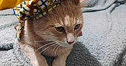 Pacha participe au concours pour gagner de l'argent avec cette photo : cat, ginger_cat, beret, hat, blanket, couch, yellow_couch, pillow, decorative_pillow, indoor, pet, resting, feline, cozy, soft_texture, fur, whiskers, ears, floor, contemplative