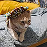 cat, ginger_cat, beret, hat, blanket, couch, yellow_couch, pillow, decorative_pillow, indoor, pet, resting, feline, cozy, soft_texture, fur, whiskers, ears, floor, contemplative