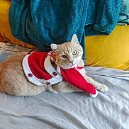 Pacha participe au concours pour gagner de l'argent avec cette photo : cat, orange_cat, pet, christmas_costume, cape, hat, blanket, cushion, indoor, resting, feline, fur, cute, holiday, cozy, relaxed, domestic_animal, soft_texture, decor, portrait