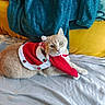 cat, orange_cat, pet, christmas_costume, cape, hat, blanket, cushion, indoor, resting, feline, fur, cute, holiday, cozy, relaxed, domestic_animal, soft_texture, decor, portrait