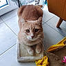 Pacha participe au concours pour gagner de l'argent avec cette photo : cat, indoor, scratching_pad, curious, ginger_cat, flooring, tile_floor, window, curtain, natural_light, chair_leg, yellow_cloth, pet, whiskers, paws, feline, domestic_cat, looking_up, cozy, home