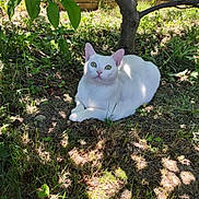 Snow is registered to the contest to win money with this photo: animal, cat, curious, daylight, feline, garden, grass, green_eyes, laying_down, leaf, mammal, nature, outdoor, pet, plant, relaxing, shade, sunlight, tree, white_cat
