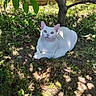 animal, cat, curious, daylight, feline, garden, grass, green_eyes, laying_down, leaf, mammal, nature, outdoor, pet, plant, relaxing, shade, sunlight, tree, white_cat