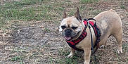 Nina a rejoint le concours — aidez-le/la à gagner de superbes lots ! dog, french_bulldog, grass, leash, harness, outdoor, park, ducks, animals, trees, people, concrete, field, nature, sunlight, walking, pets, daytime, smiling, canine