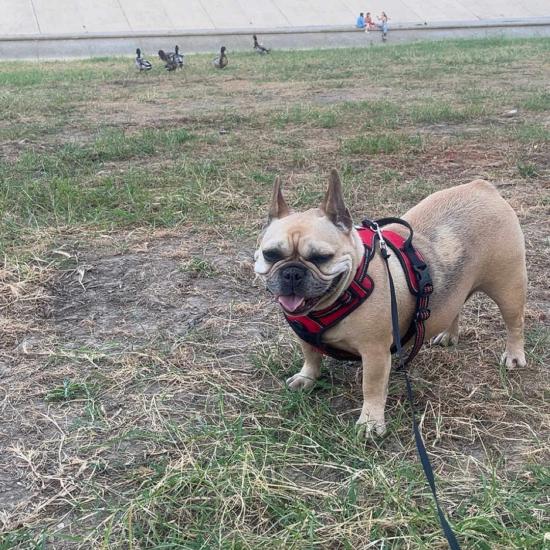 Nina a rejoint le concours — aidez-le/la à gagner de superbes lots ! animals, canine, concrete, daytime, dog, ducks, field, french_bulldog, grass, harness, leash, nature, outdoor, park, people, pets, smiling, sunlight, trees, walking