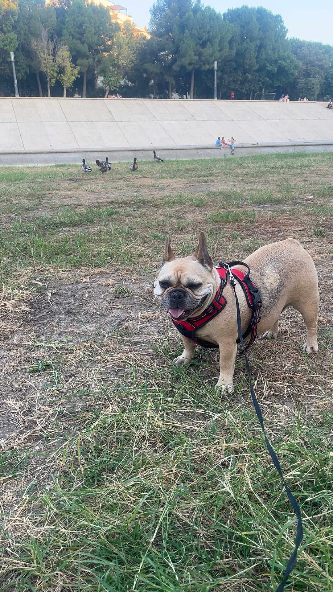 Nina a rejoint le concours — aidez-le/la à gagner de superbes lots ! dog, french_bulldog, grass, leash, harness, outdoor, park, ducks, animals, trees, people, concrete, field, nature, sunlight, walking, pets, daytime, smiling, canine
